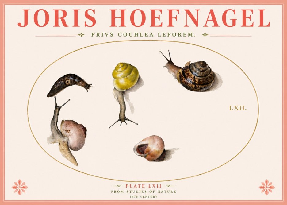 Joris Hoefnagel Privs Cochlea Leporem. No4 - Plakat