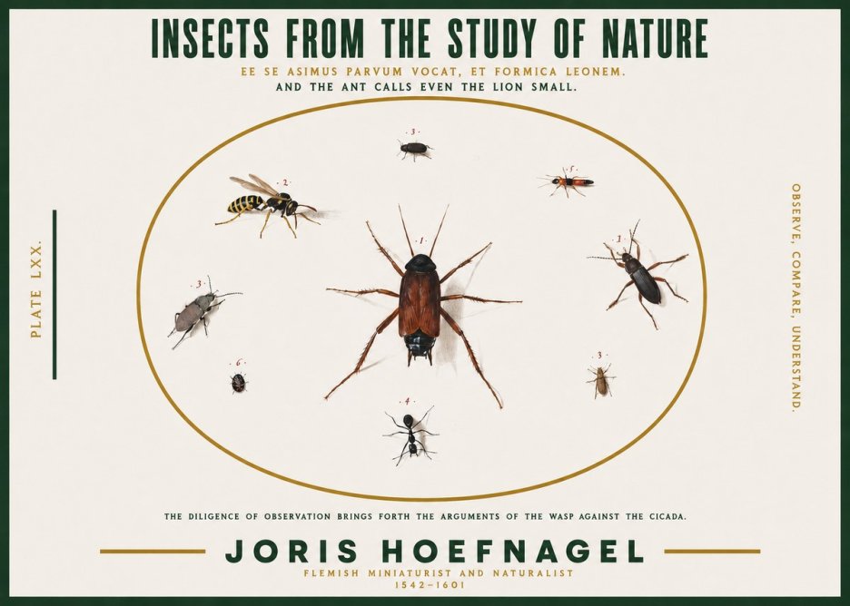 Joris Hoefnagel Insects from the Study of Nature No2 - Plakat