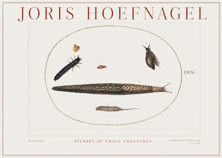 Joris Hoefnagel Plate Lxiv No2 - Plakat