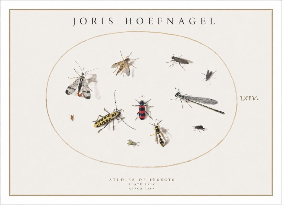 Joris Hoefnagel Studies of Insects - Plate Lxiv No1 - Plakat