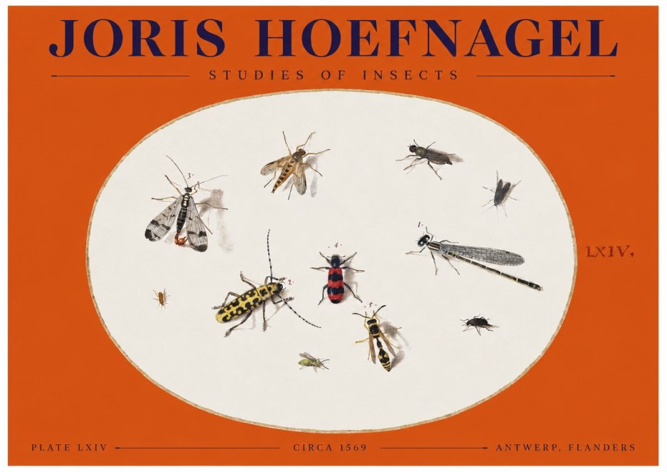 Joris Hoefnagel Studies of Insects - Plate Lxiv No2 - Plakat