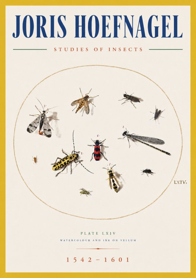 Joris Hoefnagel Studies of Insects - Plate Lxiv No5 - Plakat
