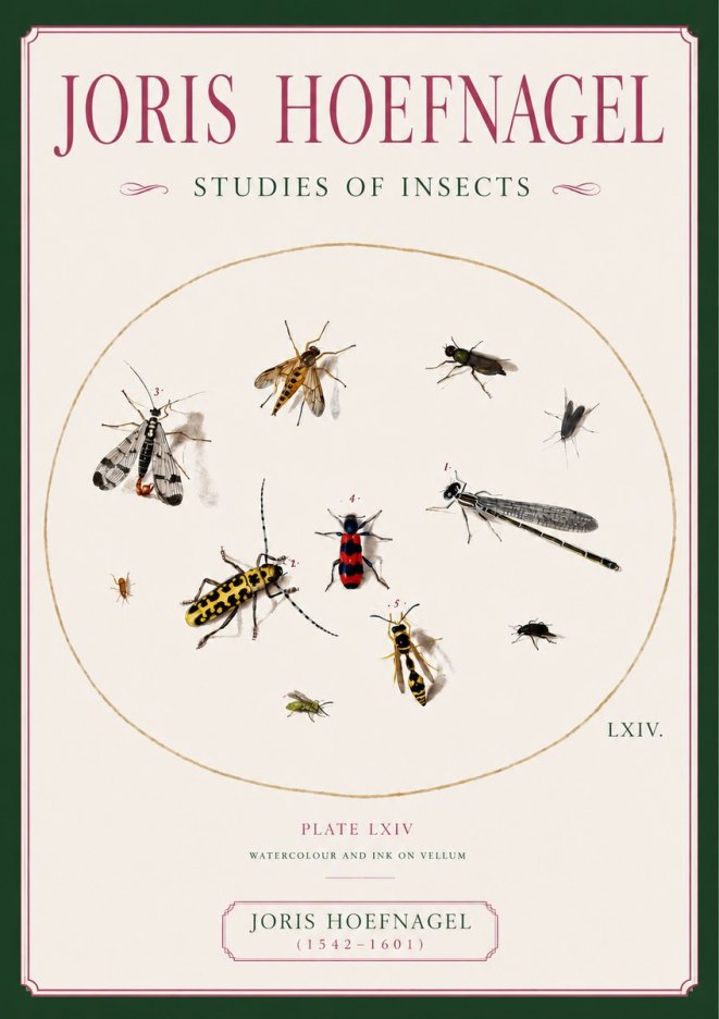 Joris Hoefnagel Studies of Insects - Plate Lxiv No6 - Plakat