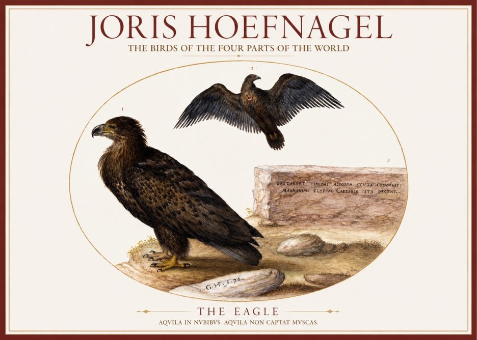 Joris Hoefnagel Eagle That Does Not Catch Muscles No6 - Plakat