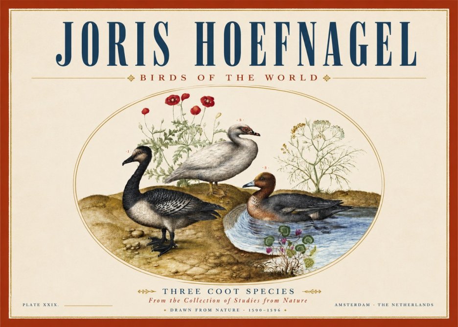 Joris Hoefnagel Three Coot Species No3 - Plakat