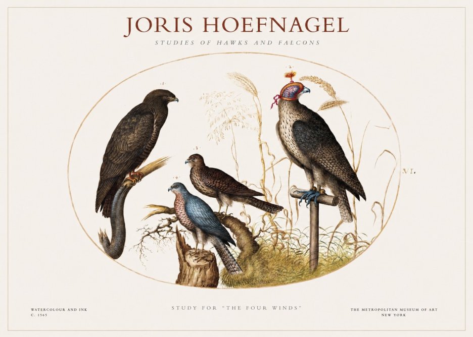 Joris Hoefnagel Studies of Hawks and Falcons No1 - Plakat