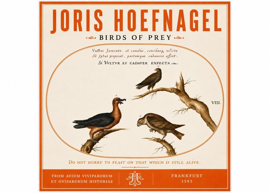 Joris Hoefnagel Birds of Prey No6 - Plakat