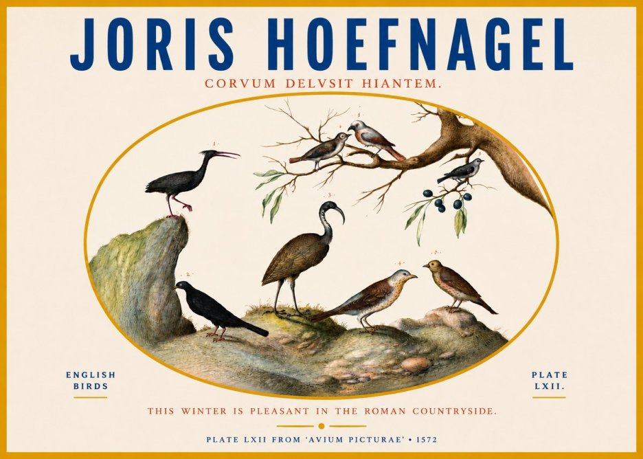 Joris Hoefnagel English Birds Plate Lxii No3 - Plakat