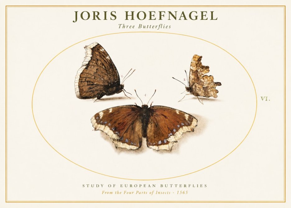 Joris Hoefnagel Three Butterflies I No1 - Plakat