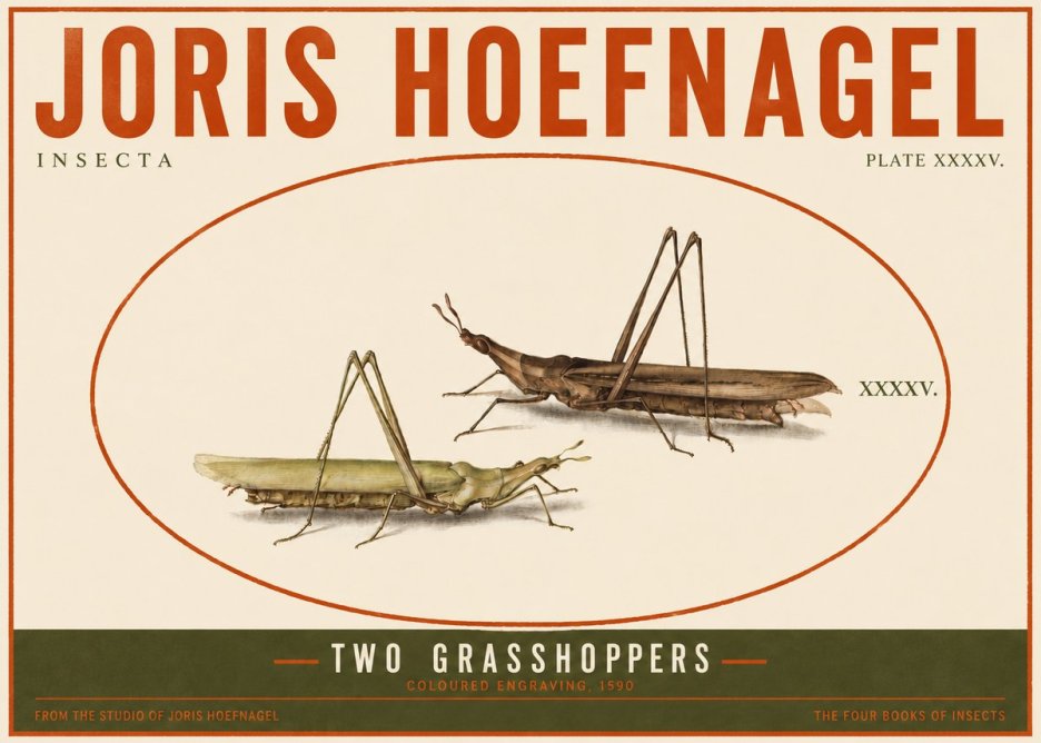 Joris Hoefnagel Two Grasshoppers No4 - Plakat