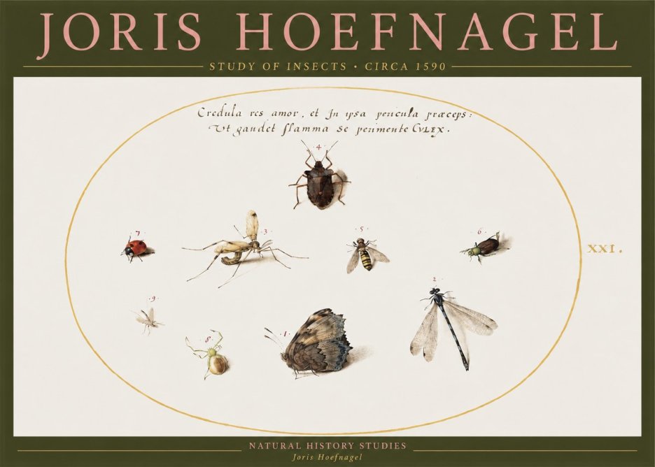 Joris Hoefnagel Study of Insects • Circa 1590 No2 - Plakat