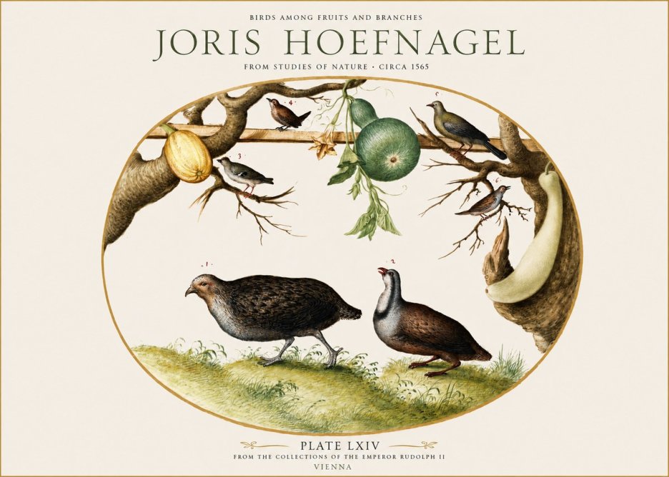 Joris Hoefnagel Birds Among Fruits and Branches No1 - Plakat