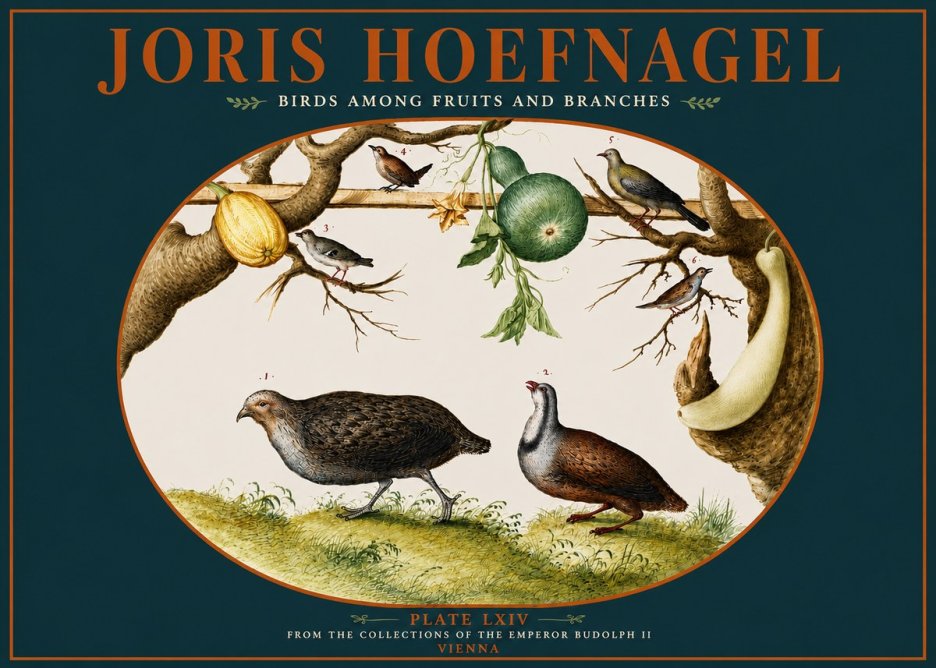 Joris Hoefnagel Birds Among Fruits and Branches No4 - Plakat