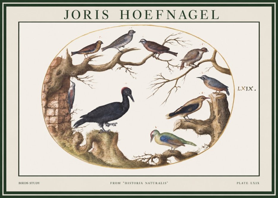Joris Hoefnagel Birds in an Oval Frame No2 - Plakat
