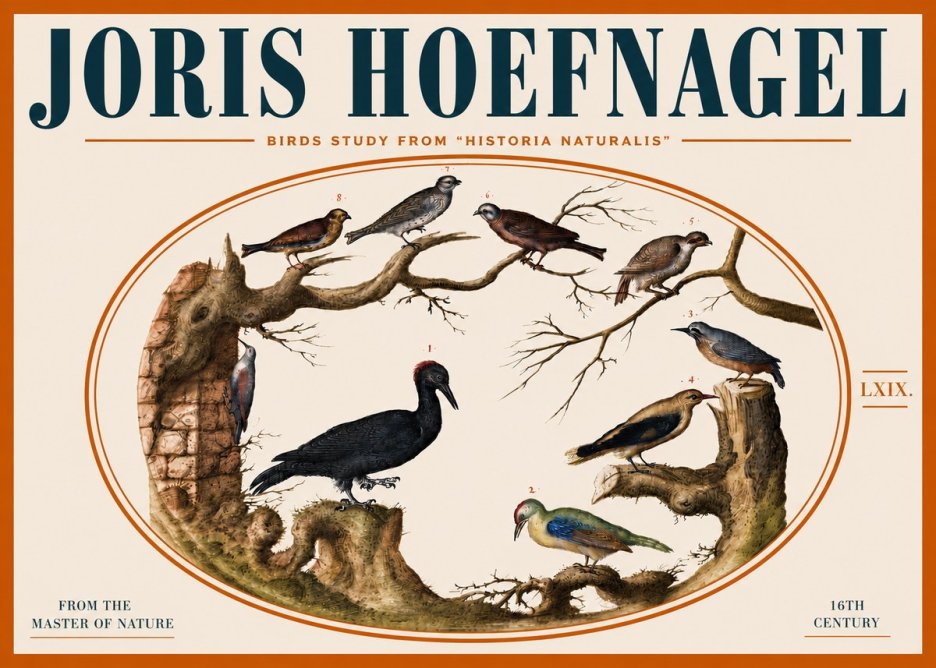 Joris Hoefnagel Birds in an Oval Frame No5 - Plakat