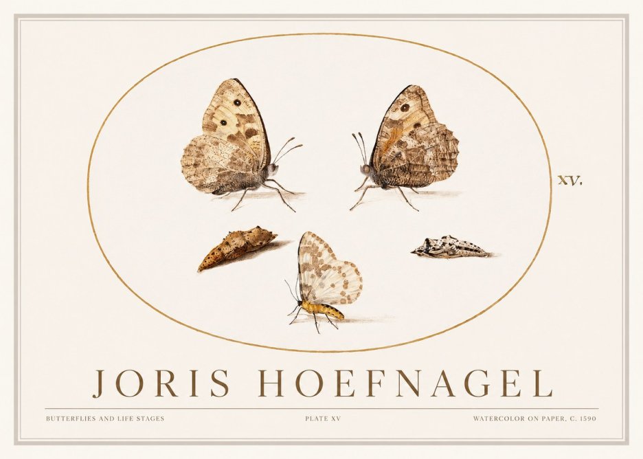 Joris Hoefnagel Butterflies and Life Stages - Plate Xv No1 - Plakat