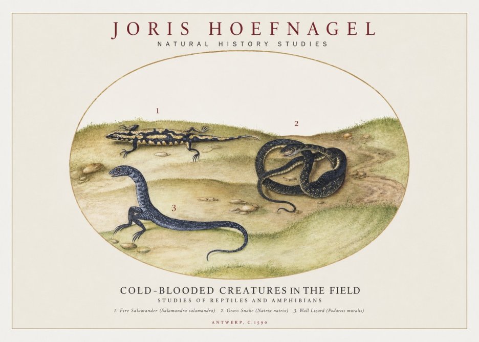 Joris Hoefnagel Cold-blooded Creatures in the Field No1 - Plakat