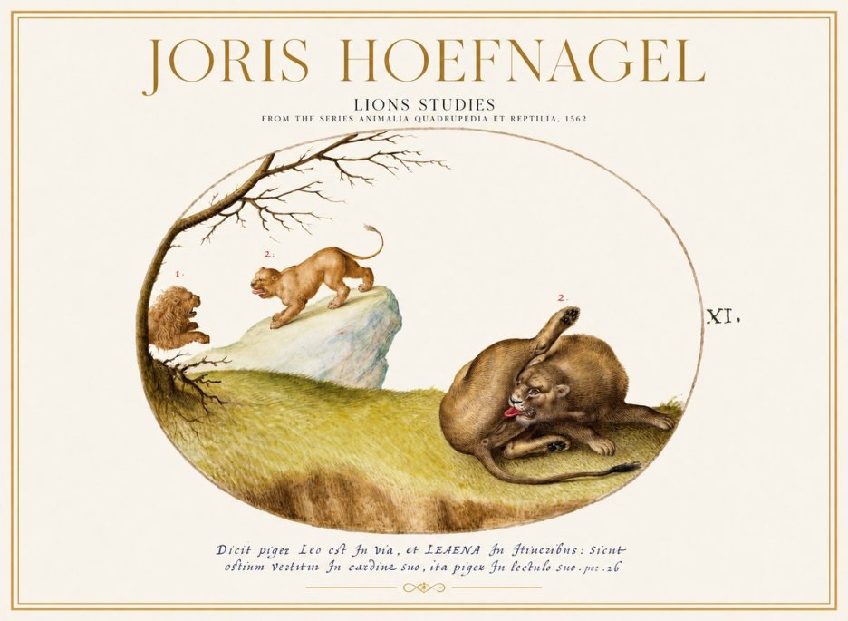 Joris Hoefnagel Lions Studies No1 - Plakat
