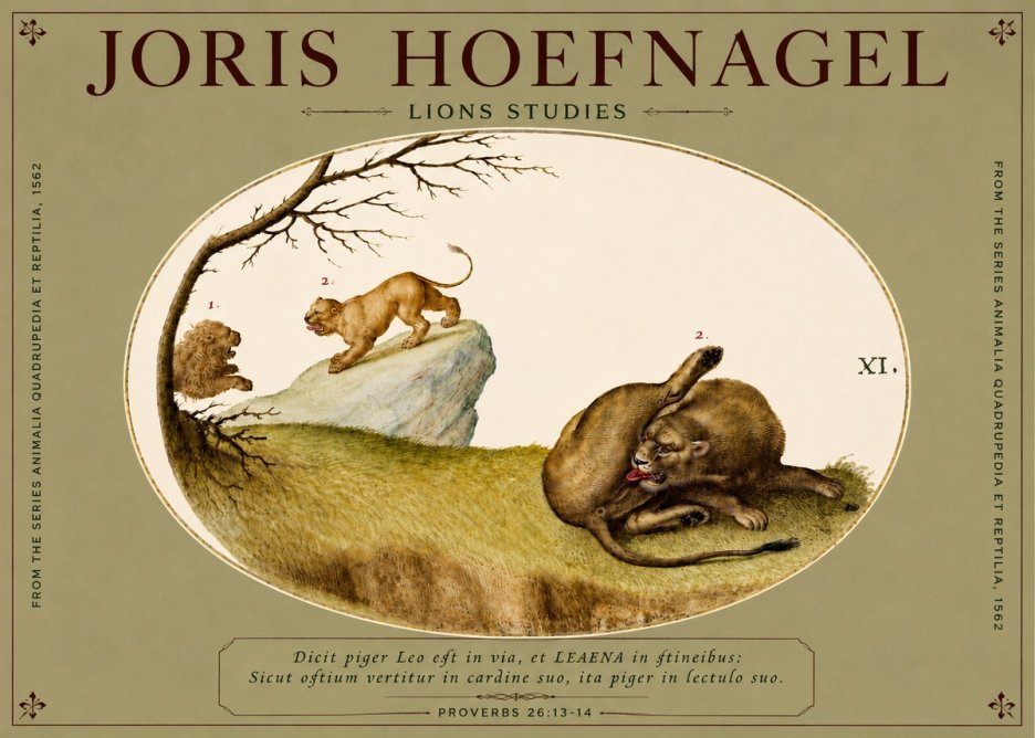 Joris Hoefnagel Lions Studies No4 - Plakat