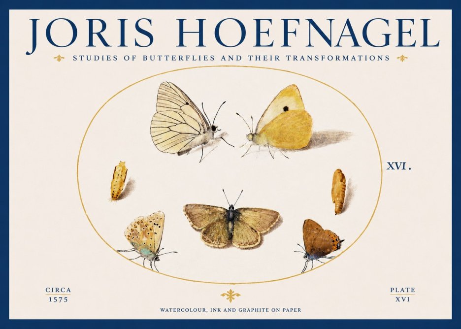 Joris Hoefnagel Studies of Butterflies and Their Transformations No2 - Plakat