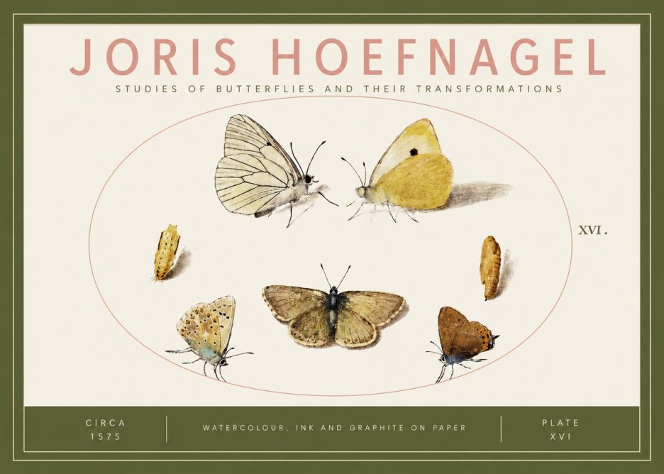 Joris Hoefnagel Studies of Butterflies and Their Transformations No3 - Plakat