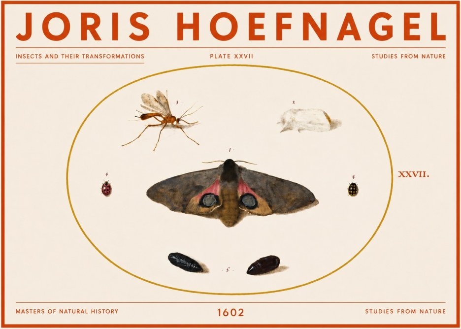 Joris Hoefnagel Insects and Their Transformations - Plate Xxvii No5 - Plakat