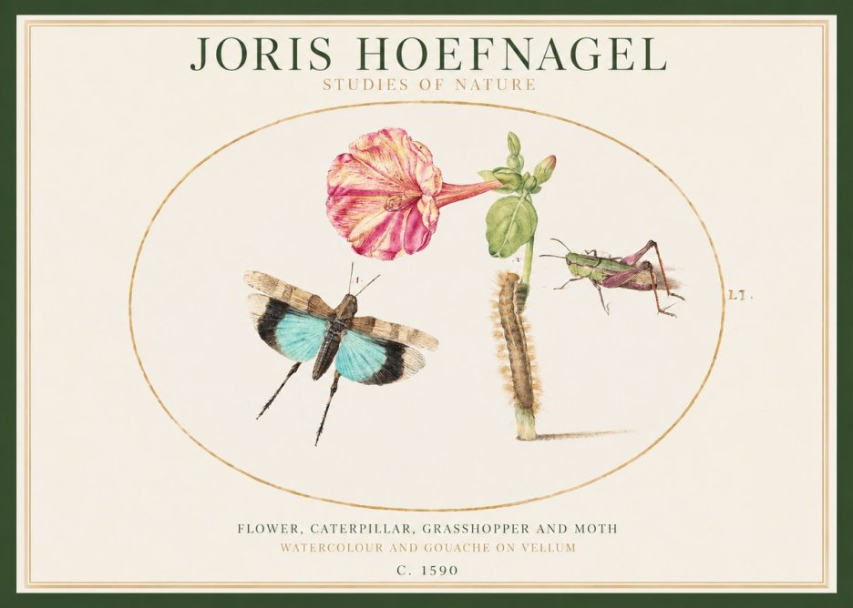 Joris Hoefnagel Plate L1. Studies of Insects and Plants No2 - Plakat