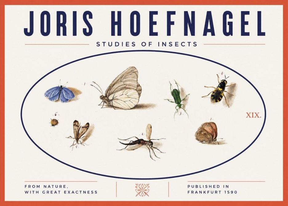 Joris Hoefnagel Studies of Insects V No3 - Plakat