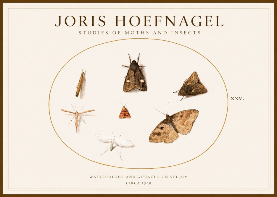 Joris Hoefnagel Studies of Moths and Insects - Xxv. No1 - Plakat
