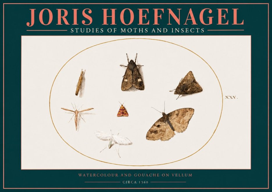 Joris Hoefnagel Studies of Moths and Insects - Xxv. No2 - Plakat