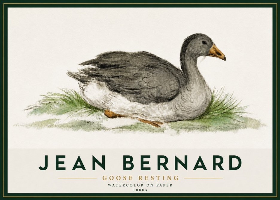 Jean Bernard Goose Resting No5 - Plakat