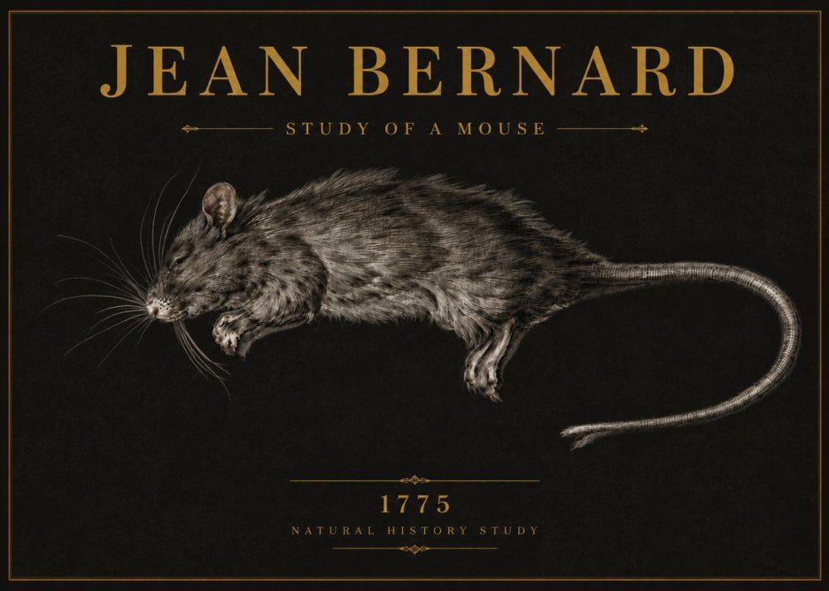 Jean Bernard Study of a Mouse II No6 - Plakat