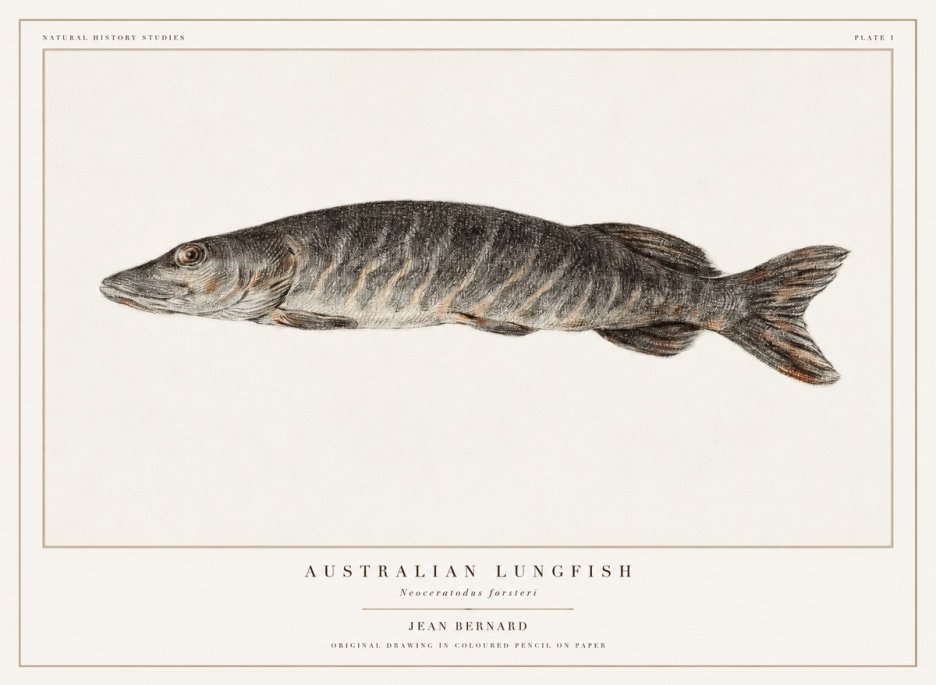 Jean Bernard Australian Lungfish No1 - Plakat