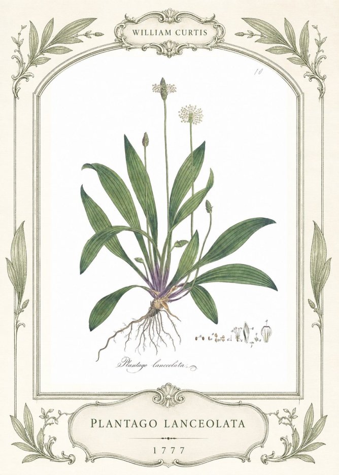 William Curtis Plantago Lanceolata II No4 - Plakat