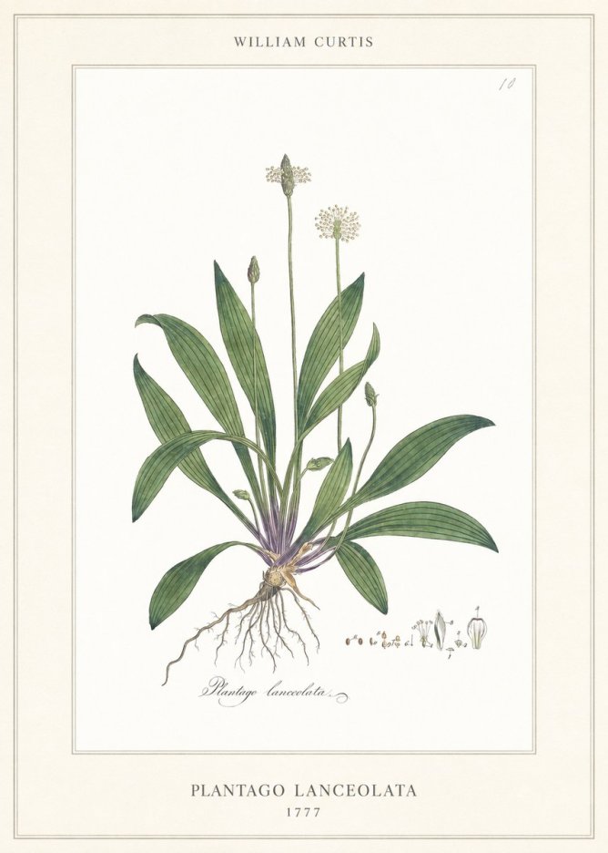 William Curtis Plantago Lanceolata II No6 - Plakat