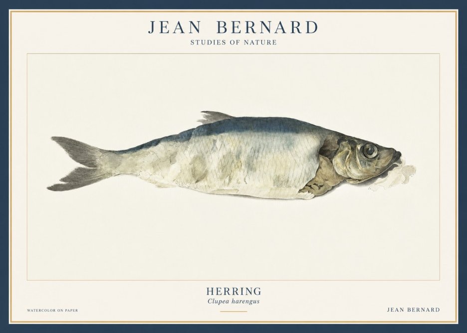 Jean Bernard Herring No3 - Plakat
