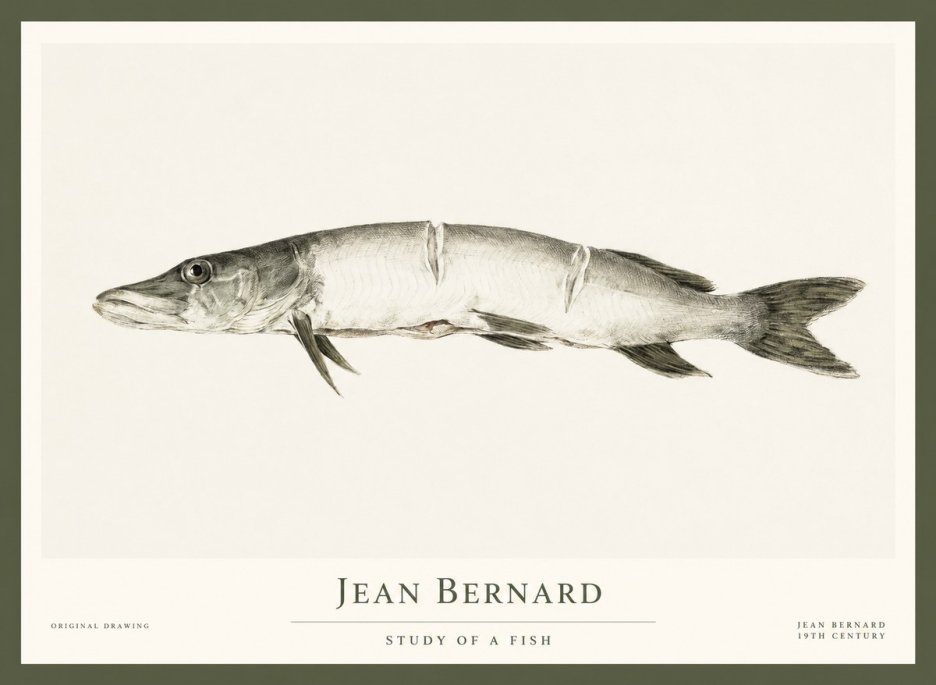 Jean Bernard Study of a Fish II No1 - Plakat