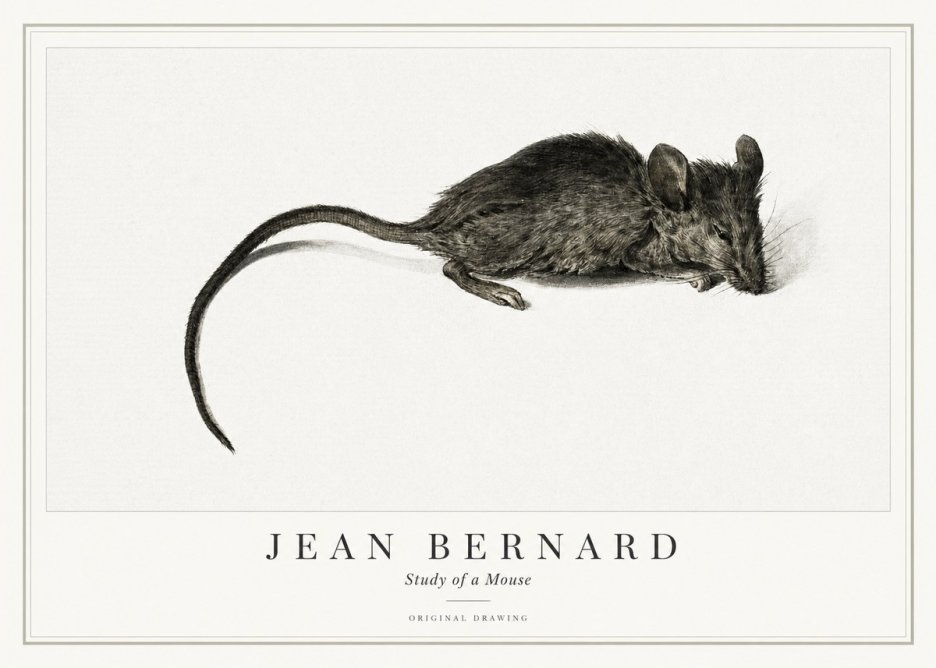 Jean Bernard Study of a Mouse I No1 - Plakat