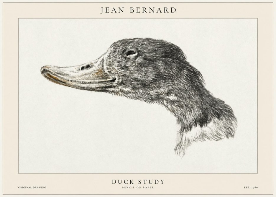 Jean Bernard Study of a Duck No2 - Plakat