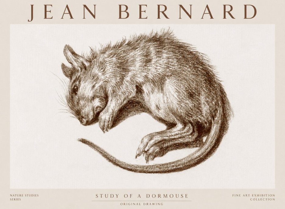 Jean Bernard Study of a Dormouse No1 - Plakat