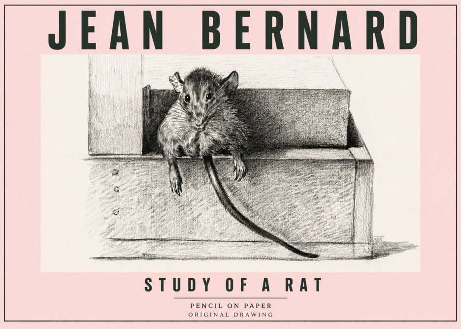 Jean Bernard Study of a Rat I No5 - Plakat