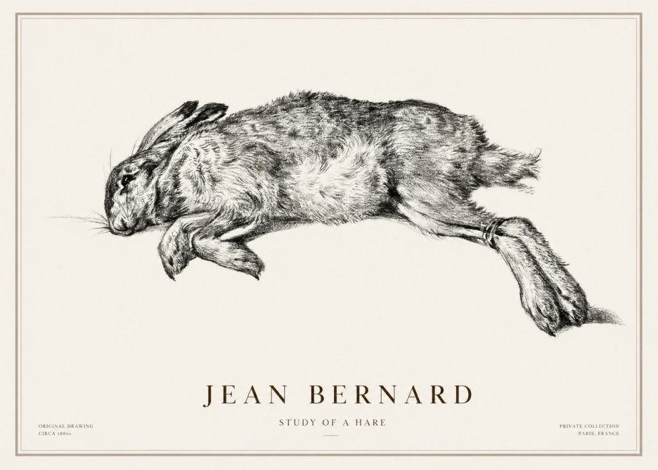 Jean Bernard Study of a Rabbit No3 - Plakat