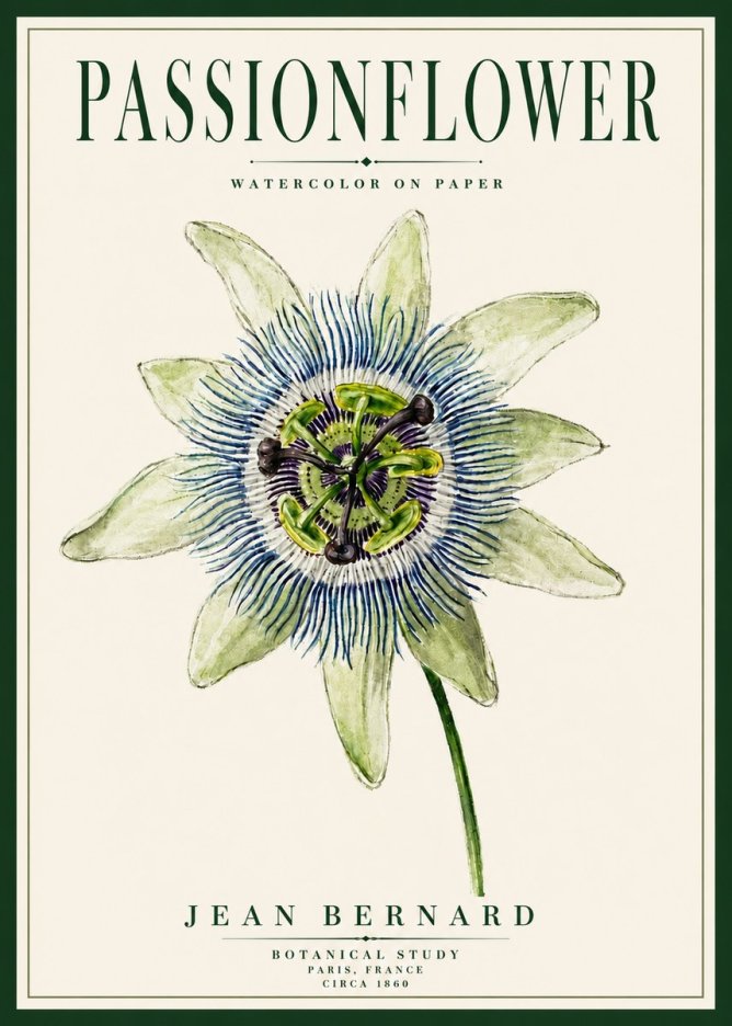 Jean Bernard Passionflower No5 - Plakat