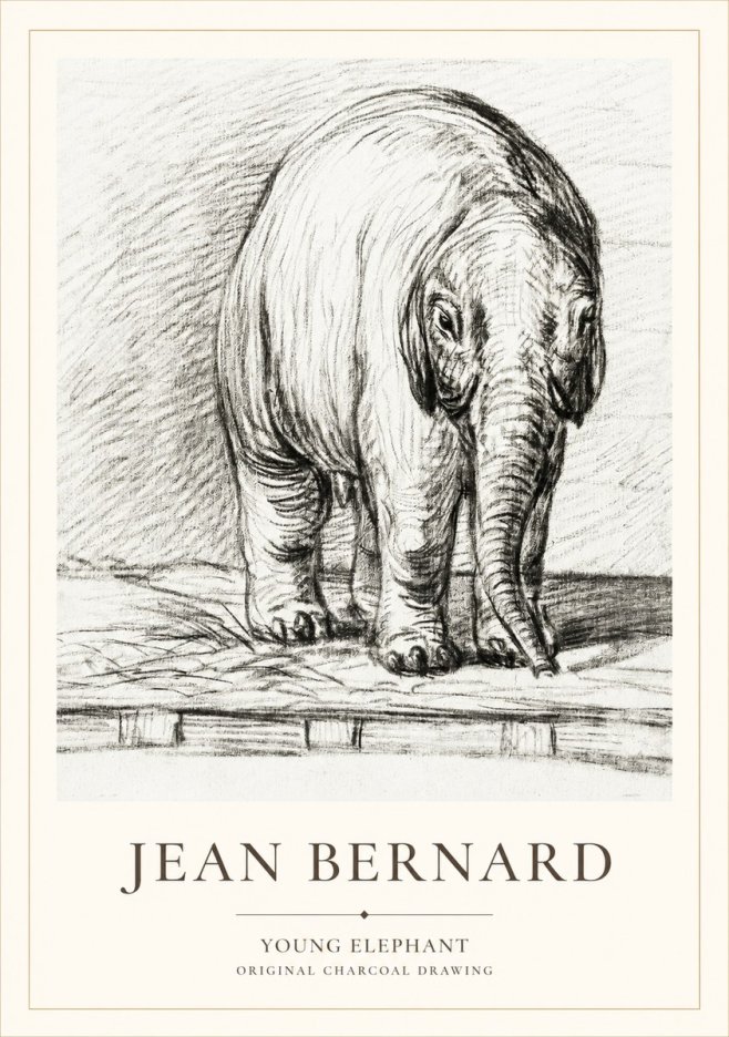 Jean Bernard Young Elephant No1 - Plakat