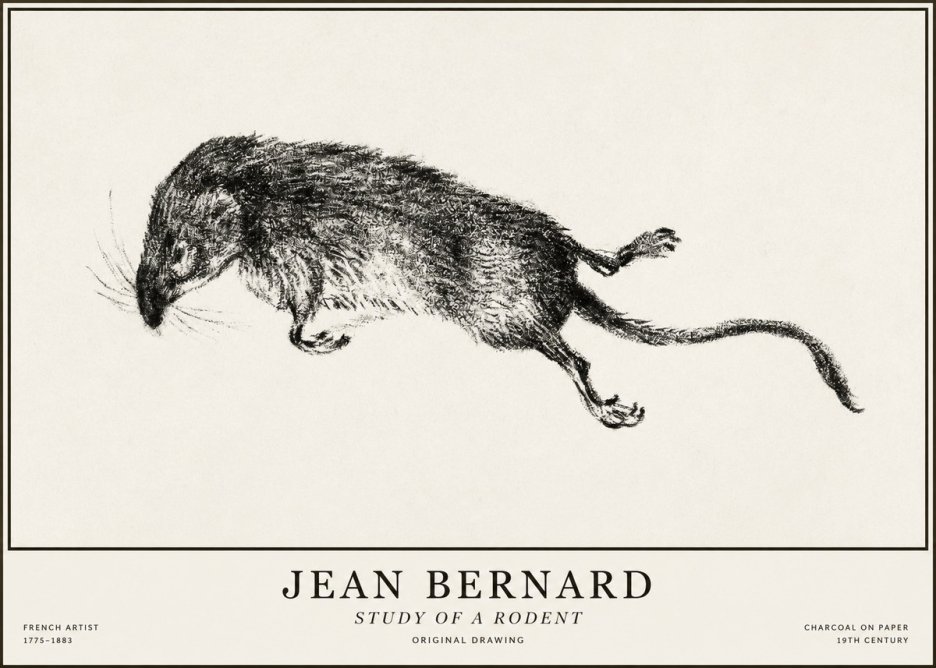 Jean Bernard Study of a Rat II No5 - Plakat
