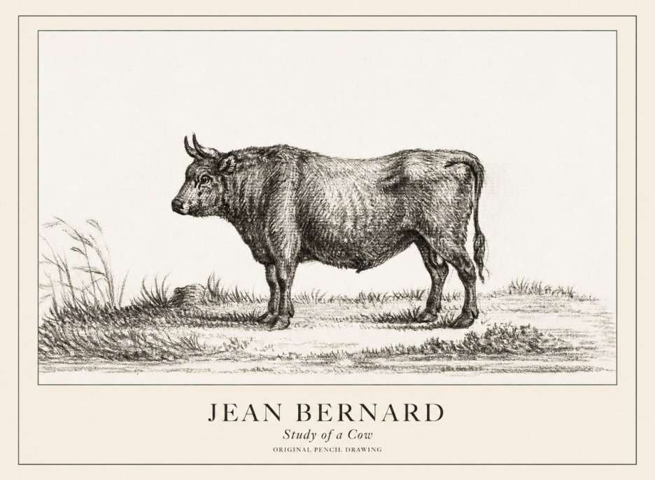 Jean Bernard Study of a Cow XIII No3 - Plakat