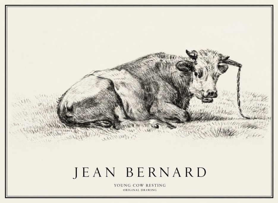 Jean Bernard Young Cow Resting No1 - Plakat
