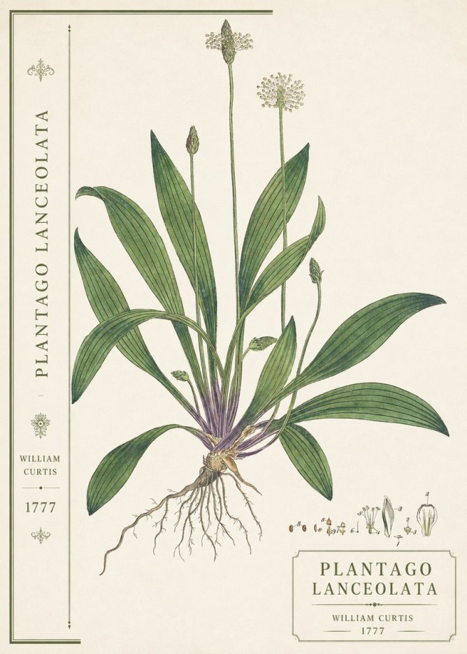 William Curtis Plantago Lanceolata III No2 - Plakat
