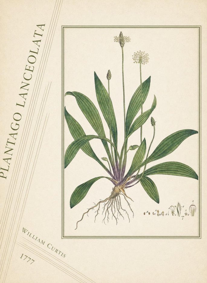 William Curtis Plantago Lanceolata III No4 - Plakat