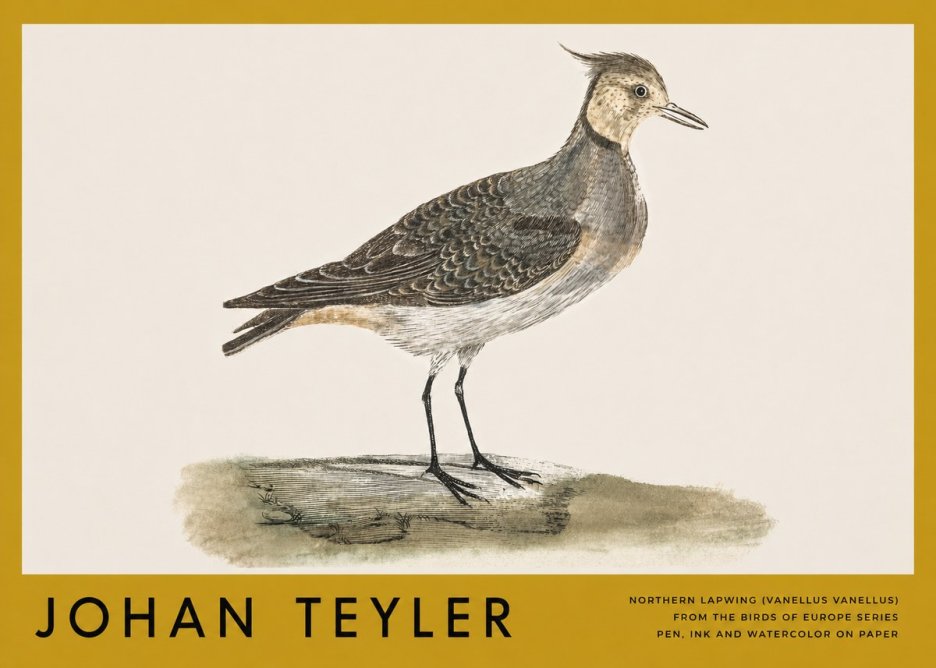 Johan Teyler Northern Lapwing (Vanellus Vanellus) No3 - Plakat